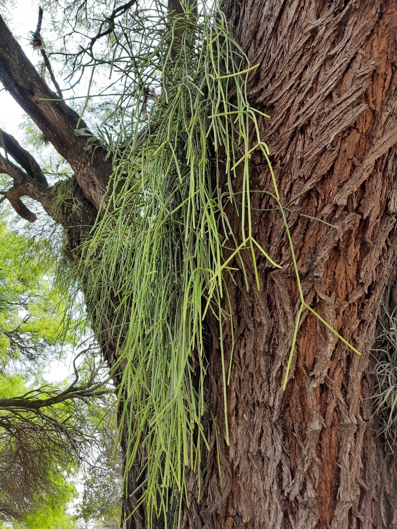 Rhipsalis baccifera